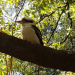 Friendly Kookaburra